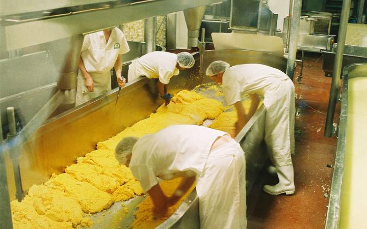 Opérateurs en tenue d’hygiène travaillant le caillé dans une cuve de fromagerie industrielle