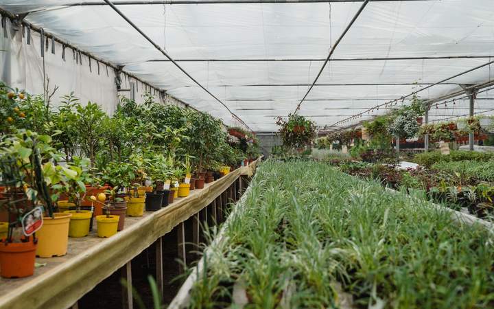 Serre de production : plantes en pots alignées sur des tablettes et plants en culture